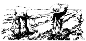 Illustration of farmers working the land in a field