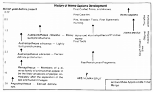 History of Homo sapiens development with time range on the y axis and the various lineages of "development"